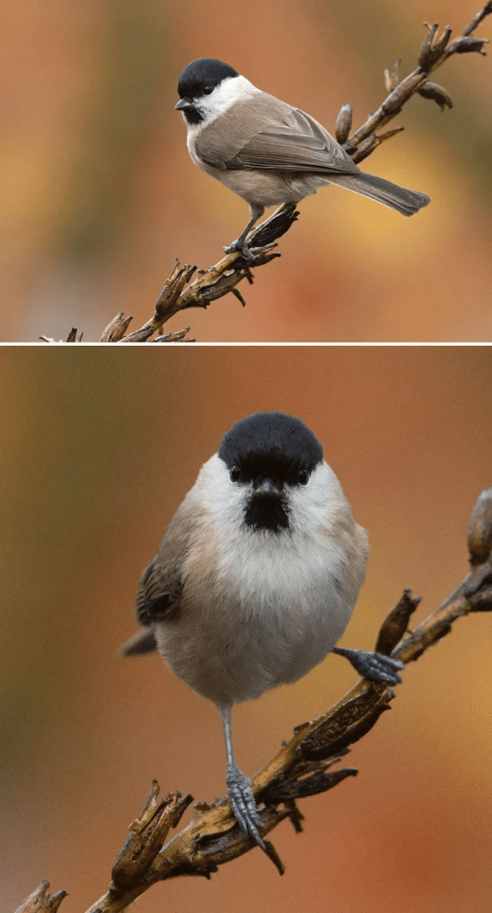 Micrófonos revelan cómo las aves evitan a los depredadores 1 image