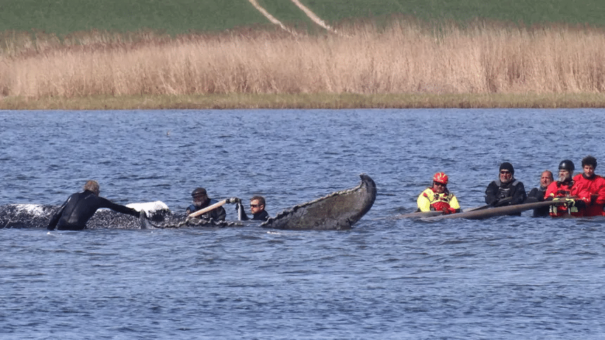 Ballena “Timmy” será sometida a autopsia en Dinamarca 1 image