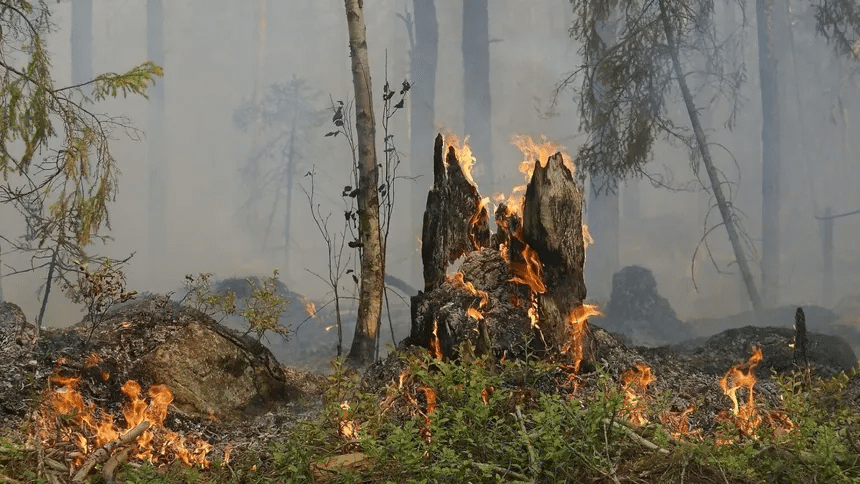 Superficie forestal mundial registra pérdida de 41 millones de hectáreas en una década