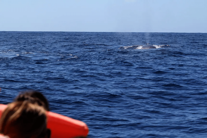 Ballenas aumentan el volumen de su canto sin éxito ante el ruido de los barcos