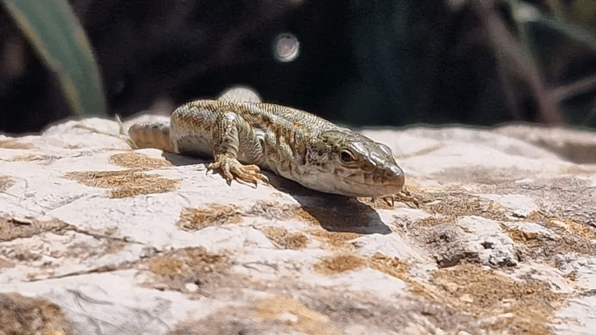 Una serpiente invasora en Ibiza amenaza con extinguir a la lagartija de las Pitiusas 1 image