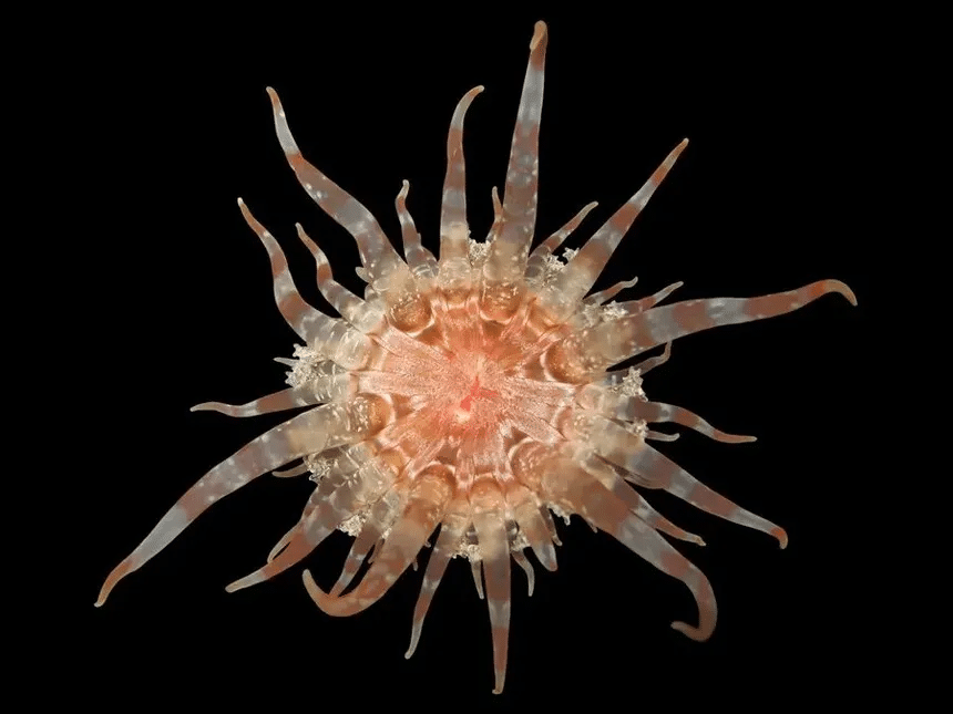 Científicos descubren más de mil cien nuevas especies oceánicas insólitas 1 image