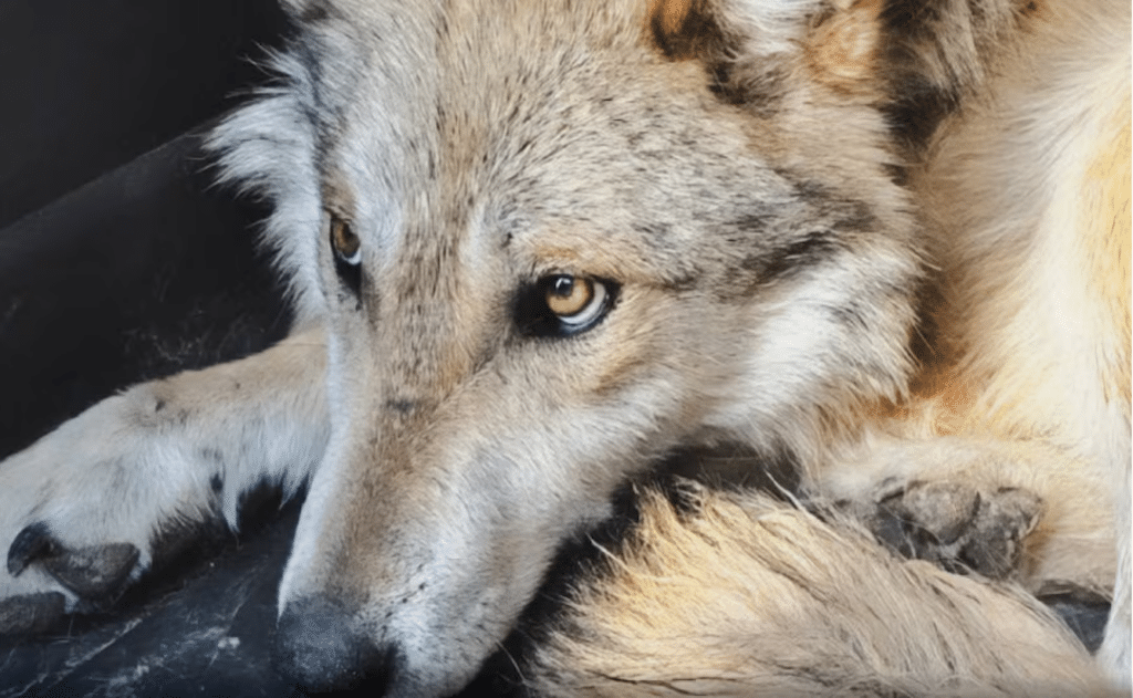 Chihuahua: Liberan lobos mexicanos en Casas Grandes 1 Chihuahua