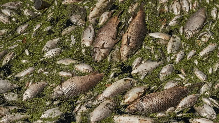 Calor extremo y contaminación matan a cientos de peces en lago de India 1 image