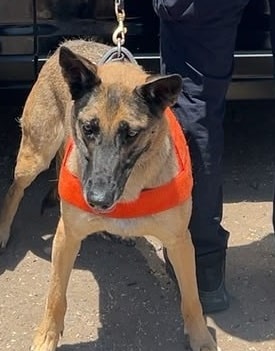Unidad K-9 de la PESP fortalece acciones de seguridad en Hermosillo 2 627