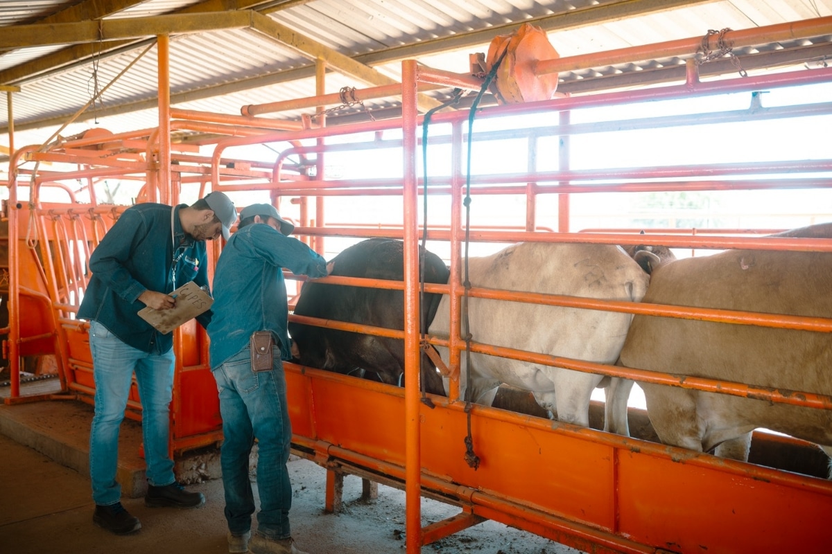 Refuerzan Sonora, México y Estados Unidos acciones para proteger la sanidad ganadera ante el gusano barrenador