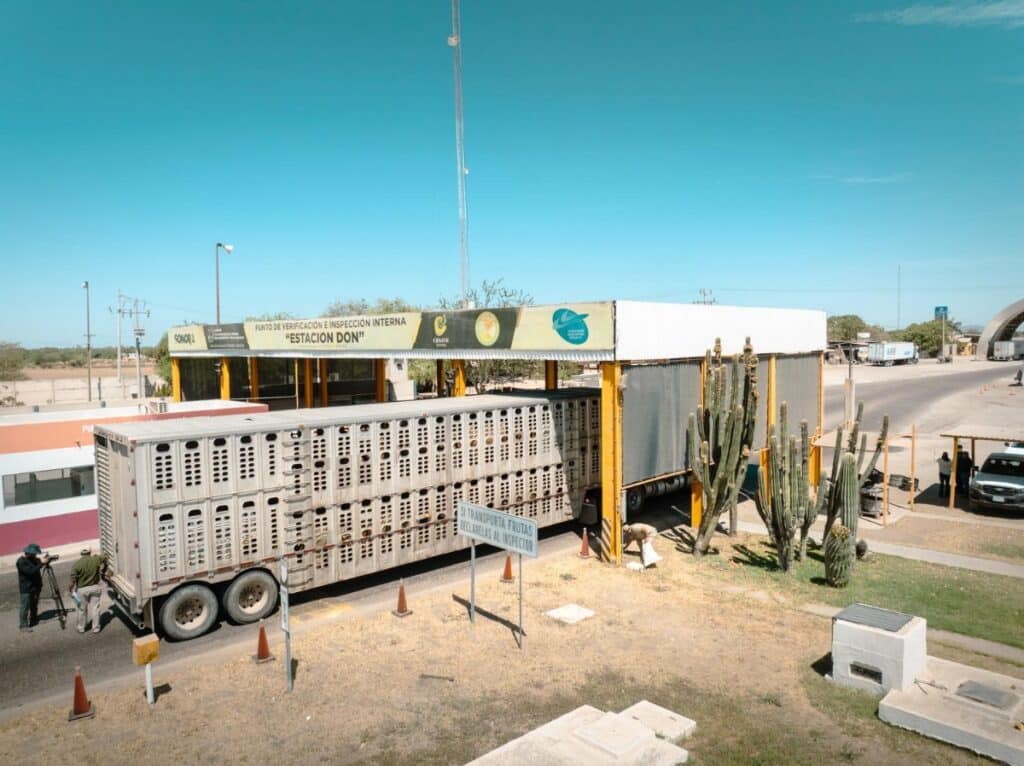 Refuerzan Sonora, México y Estados Unidos acciones para proteger la sanidad ganadera ante el gusano barrenador 2 782