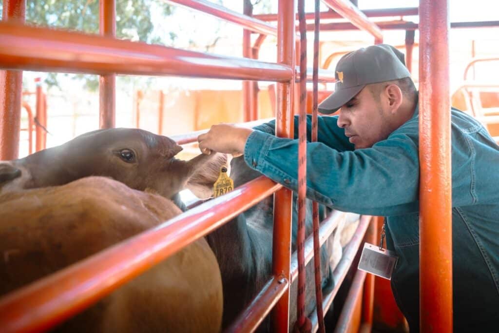 Refuerzan Sonora, México y Estados Unidos acciones para proteger la sanidad ganadera ante el gusano barrenador 1 783