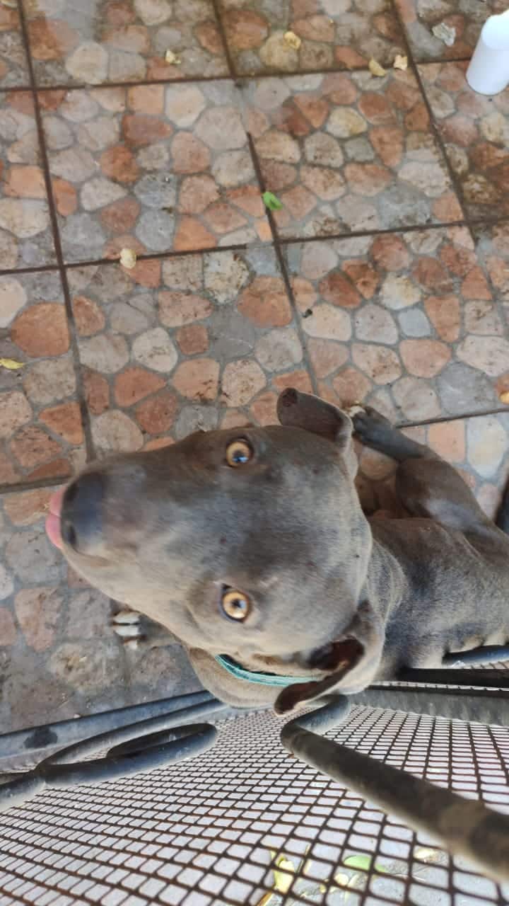 Rescata AMIC a pitbull