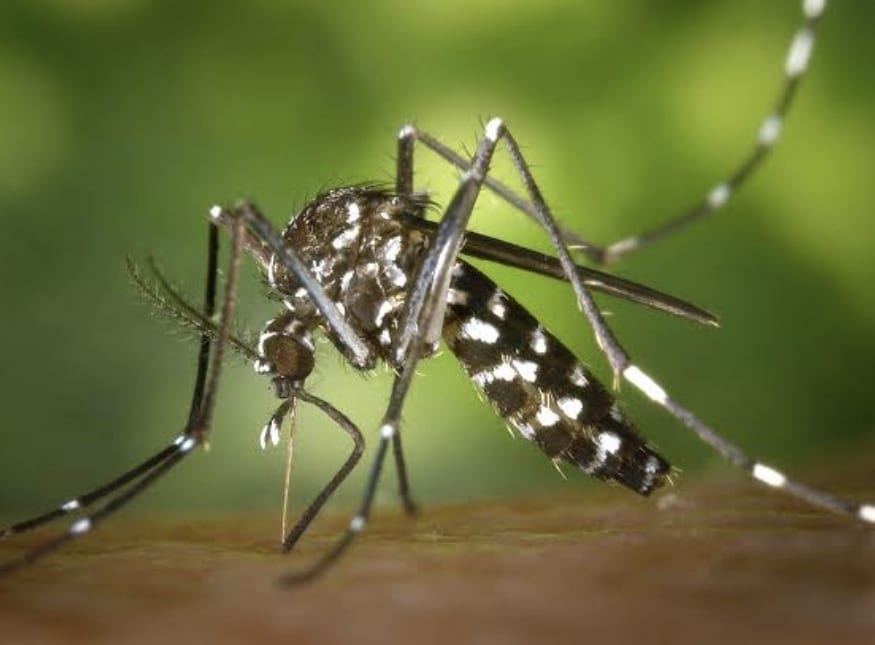Aumentan casos de dengue en Guaymas y Empalme 1 Screenshot_20260601_153509_com.android.chrome