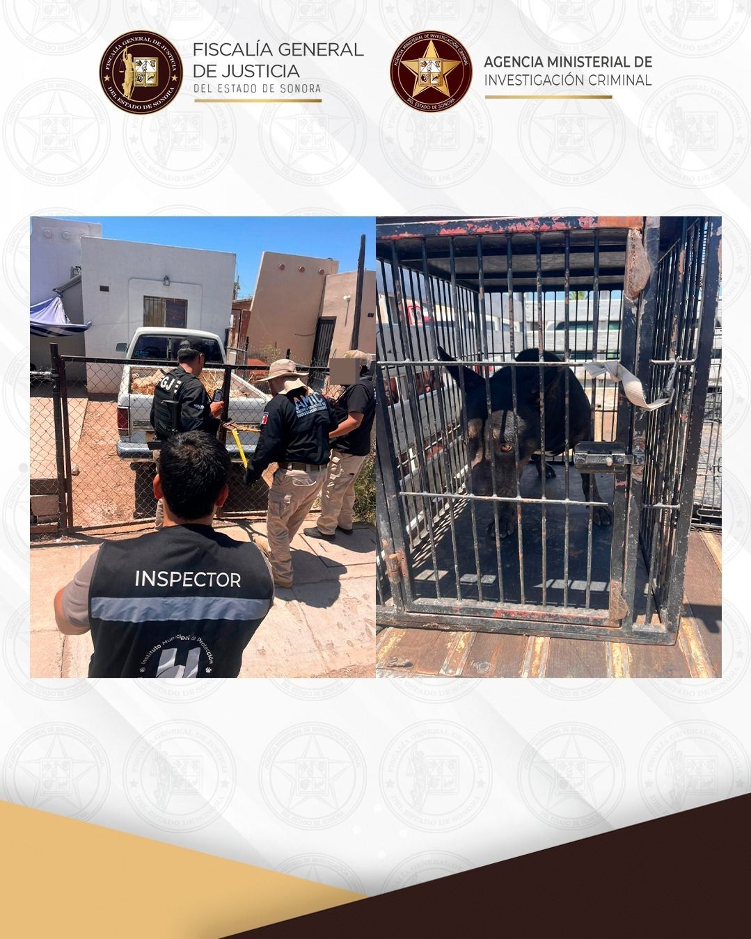 Ejecuta AMIC cateo positivo por maltrato animal en Hermosillo; rescatan a canino Pitbull