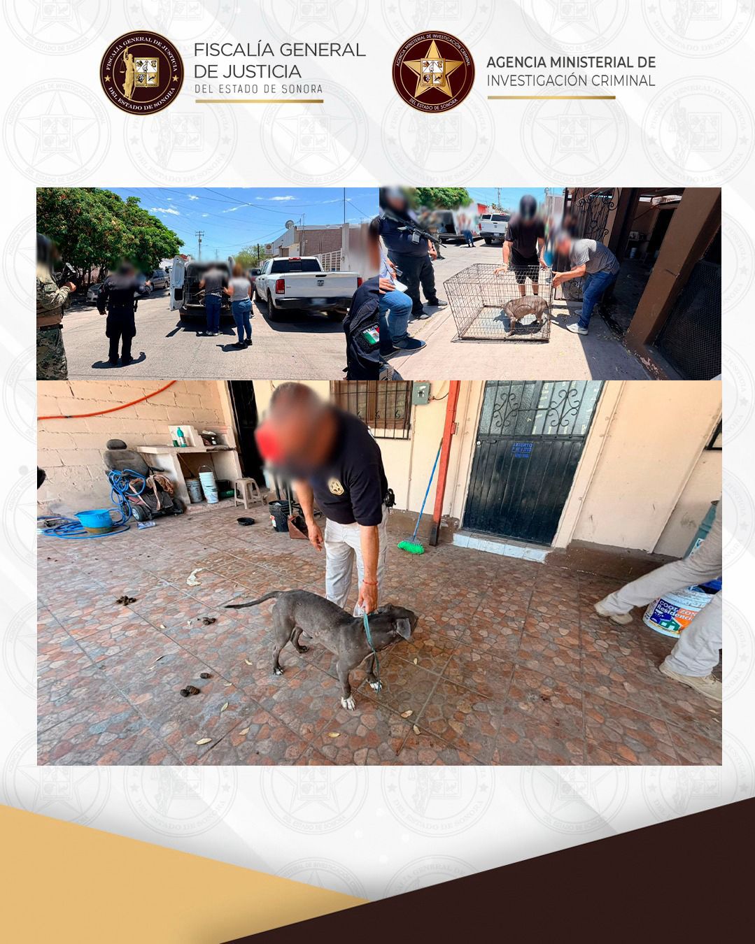 Rescata FGJES a canino durante cateo por probable maltrato animal en Guaymas