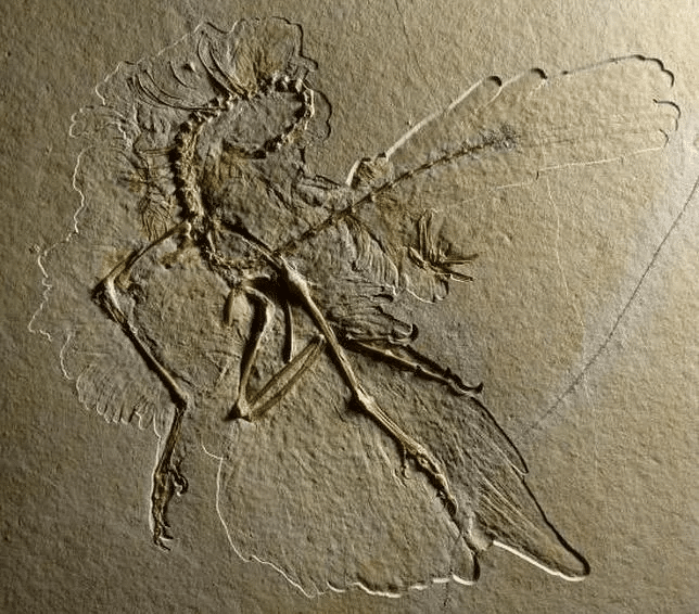 Descubren un ave prehistórica con una cola de plumas dos veces más larga que su cuerpo 1 image