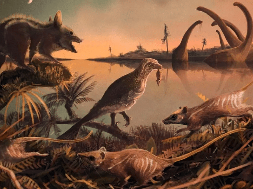 Descubren en China una nueva especie de microraptor que cazaba aves y planeaba entre los árboles hace 120 millones de años 1 image
