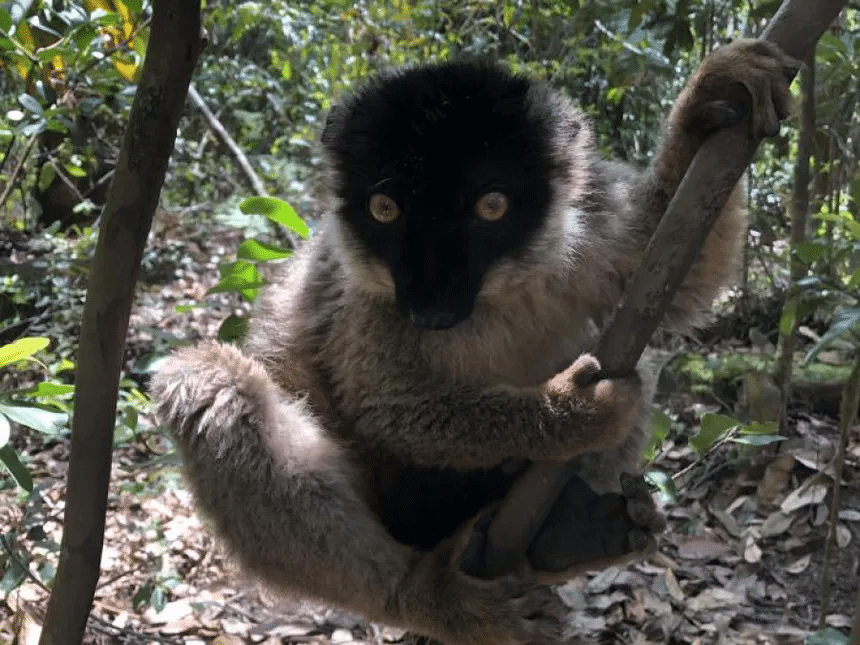 Comercio mundial de vida silvestre aumenta el riesgo de transmisión de enfermedades a humanos 1 image