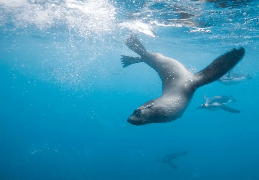 Pingüino emperador y lobo marino antártico ingresan a lista de especies en peligro de extinción 1 image