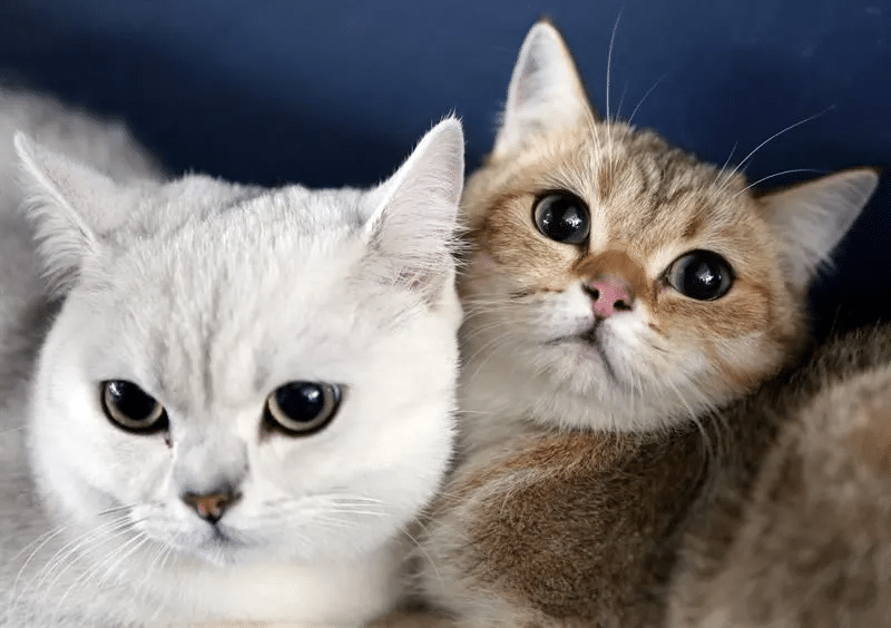 Acariciar gatos revela rasgos de empatía y sensibilidad 1 image