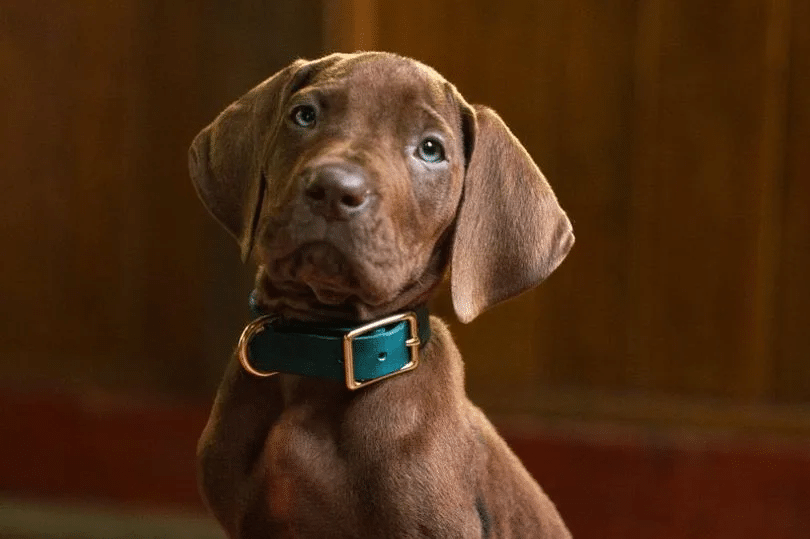 Seguidores de Scooby-Doo critican la apariencia del personaje 1 Scooby