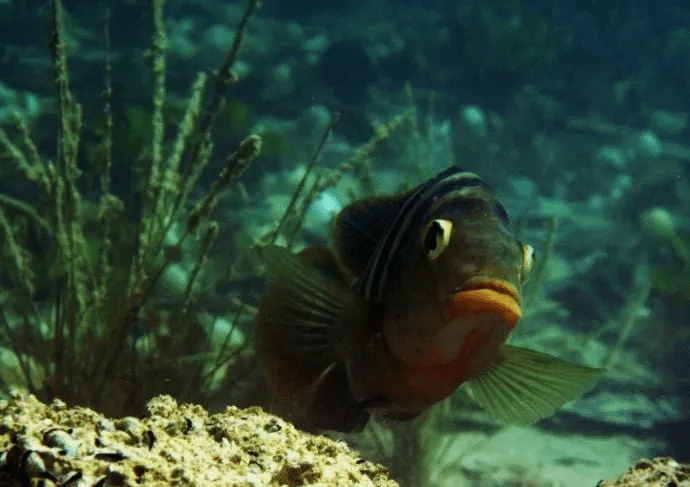 Camarones de los cenotes mantienen el equilibrio del ecosistema 1 image