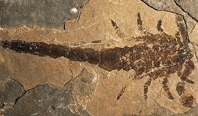 Descubren un escorpión gigante del tamaño de un bate 1 image