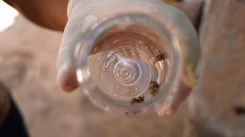 Salud Sonora refuerza acciones de prevención contra la rickettsia 1 112