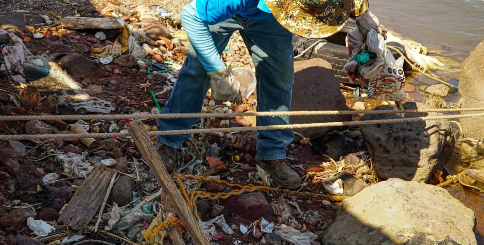 Promueven preservación de la garza rosa en Empalme
