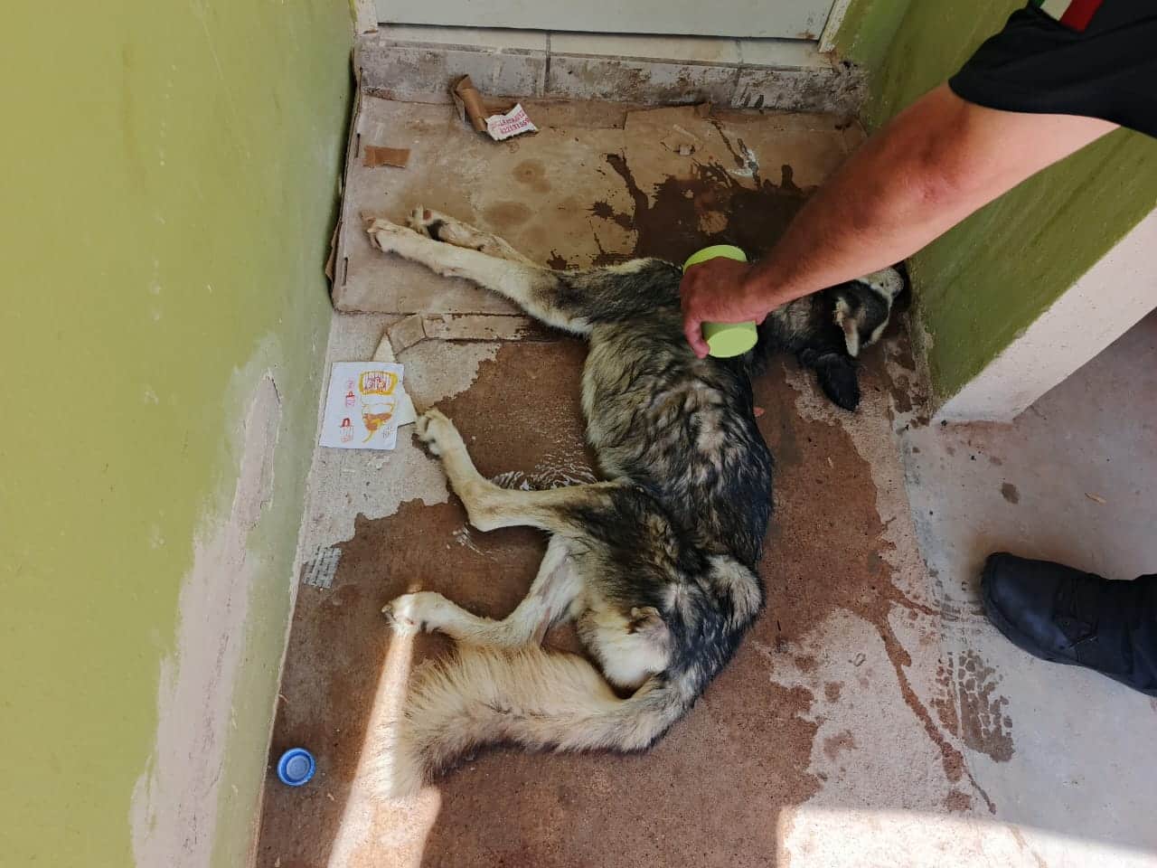Rescatan a perro en situación vulnerable
