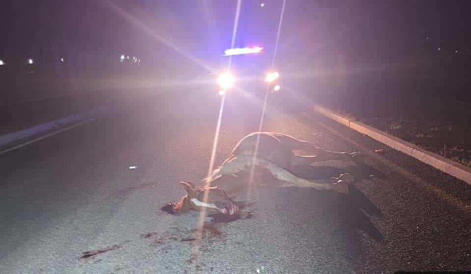 Se impacta motociclista contra caballo 2 633