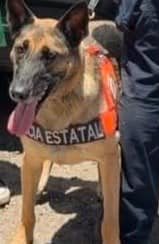 Unidad Canina K-9 de la PESP asegura narcóticos en Hermosillo 2 910