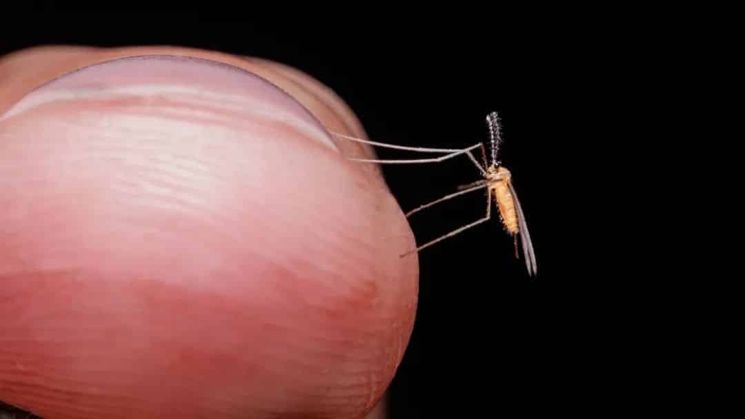 Suma Guaymas 154 casos más confirmados de dengue