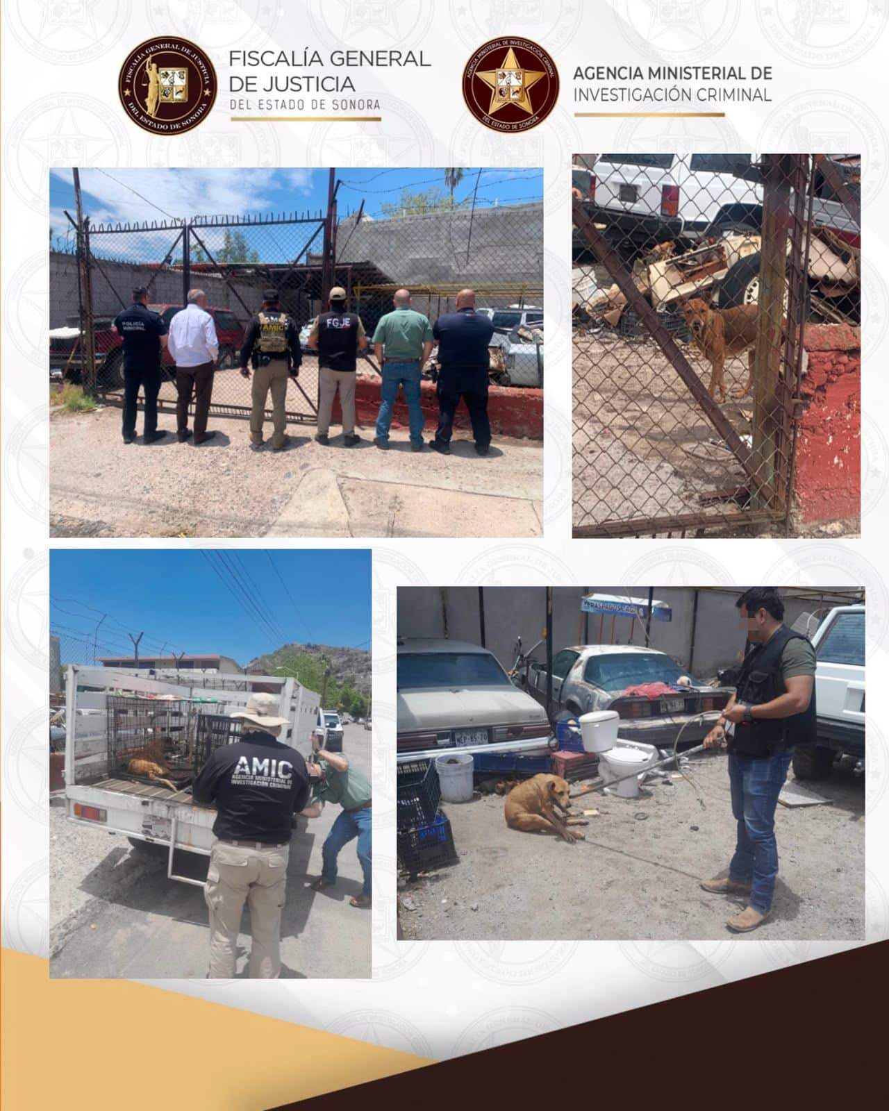 Rescata AMIC a dos caninos durante cateo por maltrato animal en Hermosillo