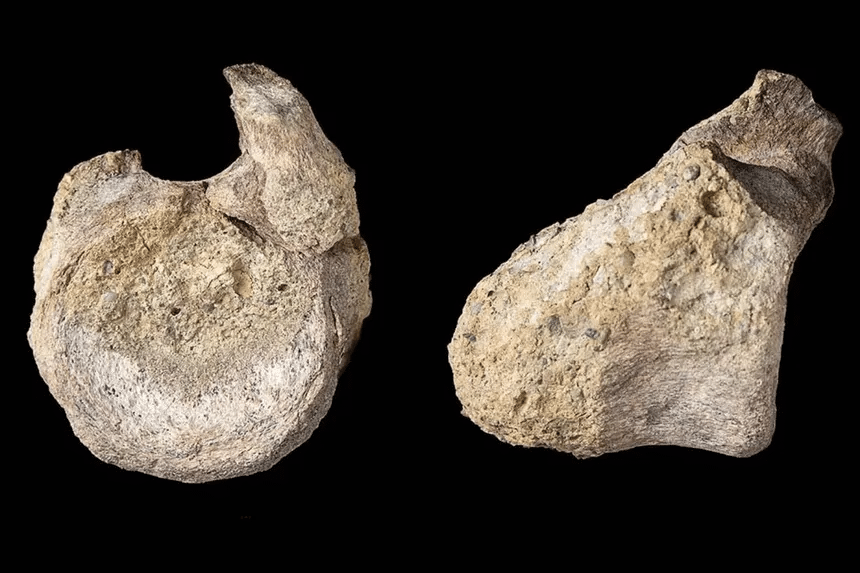 Identifican un fósil olvidado de dinosaurio en la Antártida 1 image