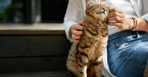 Científicos explican por qué algunos gatos son más cariñosos 1 image