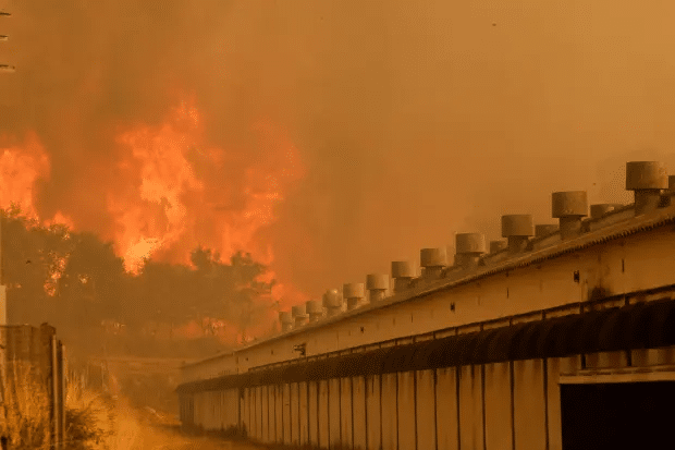 Mejoran las condiciones para combatir incendio en España; fuego ha devastado 6 mil 600 hectáreas 1 image