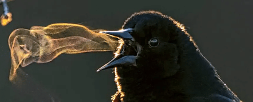 Descubren que las aves aprendieron a cantar varias veces 1 image