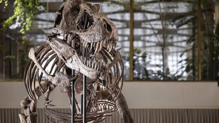 Esqueleto de T. rex rompe récord con venta de 50.1 mdd 1 image