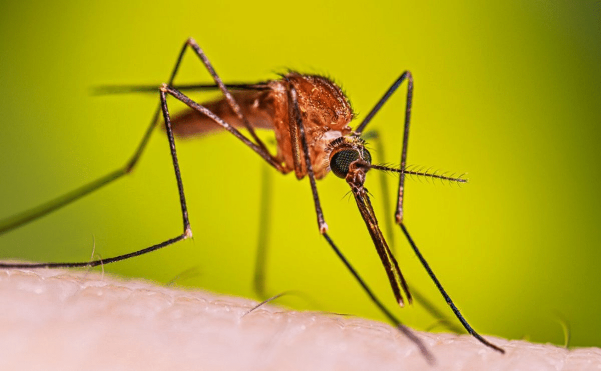 Detectan caso importado de malaria en Jalisco durante el Mundial 2026