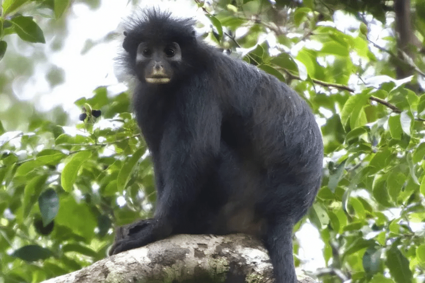 Descubren Nueva Especie De Mono En África Central 1 image