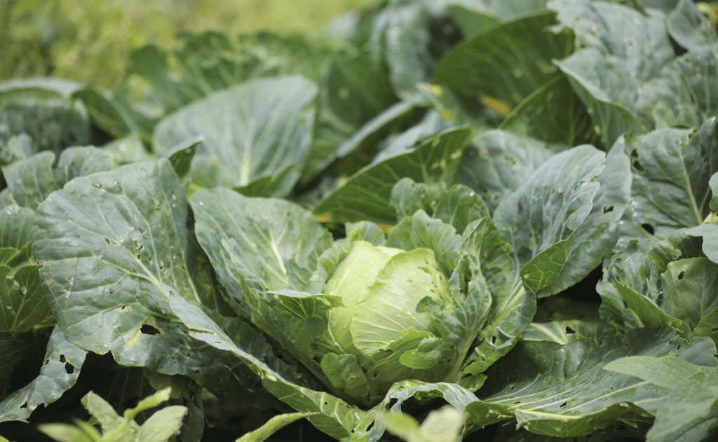 Trump Amenaza Con Arancel A La Lechuga Mexicana 1 image