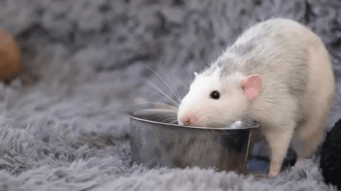 Ratones y humanos utilizan el olfato de forma similar 1 image