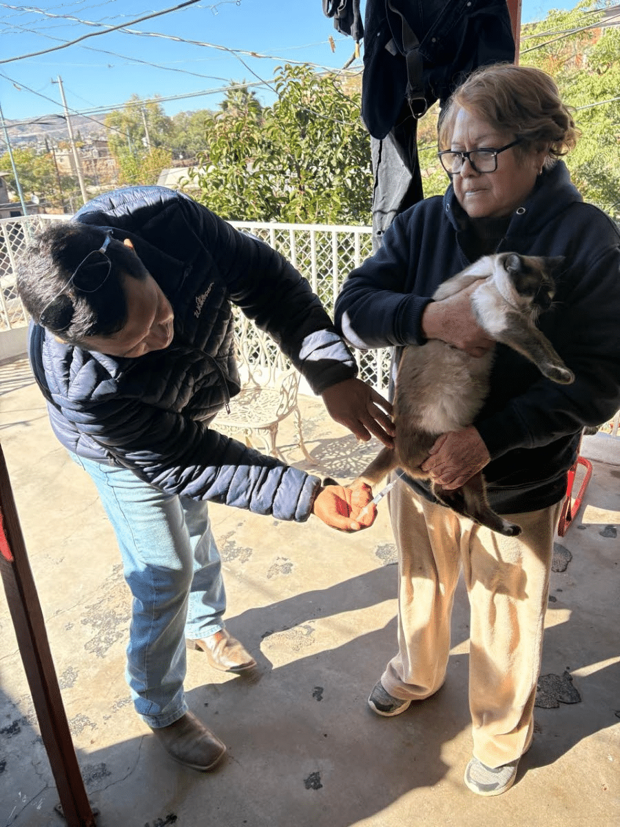 Refuerza Salud Sonora acciones para prevenir la rickettsia con más de 3 mil perros ectodesparasitados