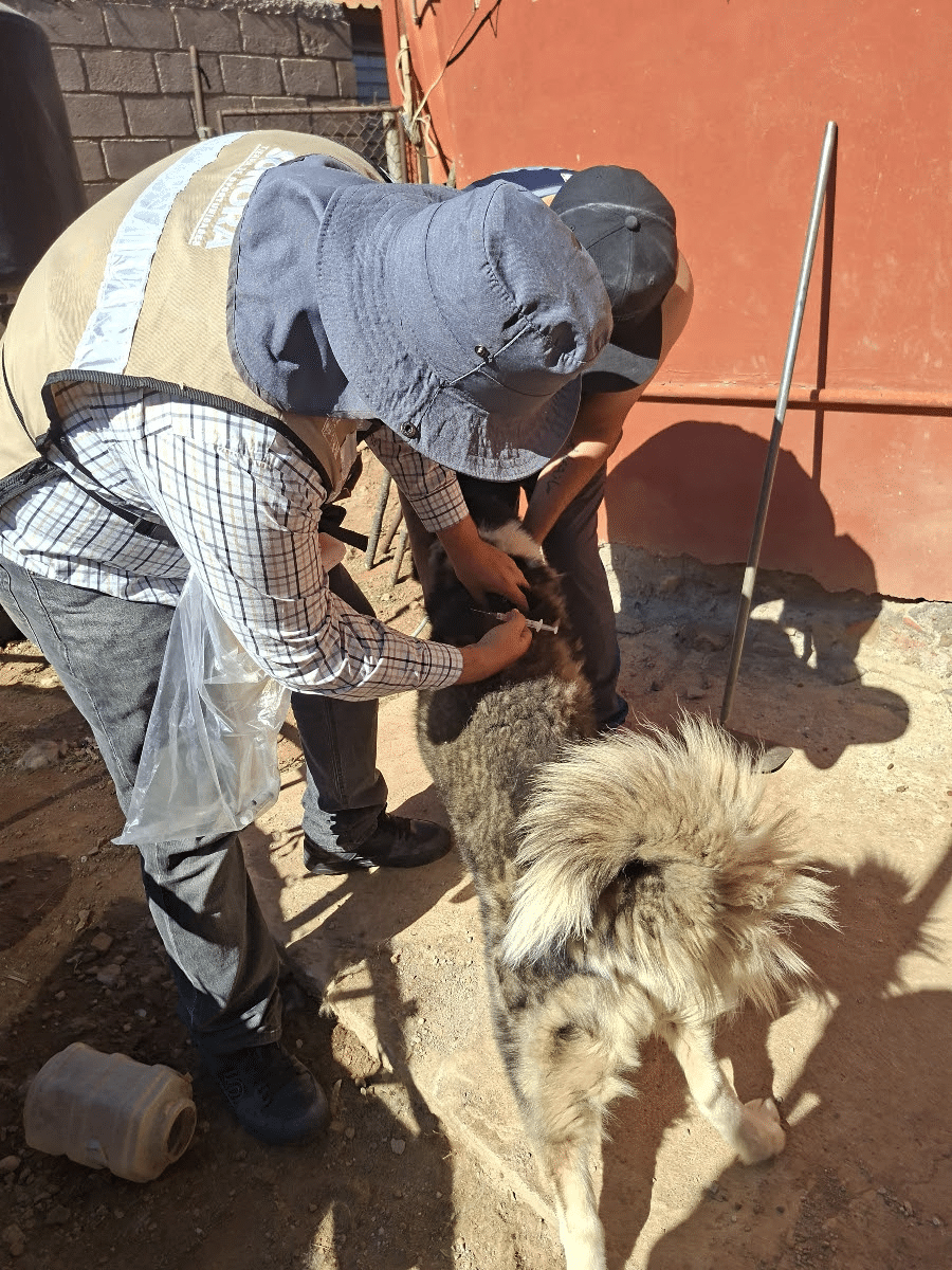 Refuerza Salud Sonora acciones para prevenir la rickettsia con más de 3 mil perros ectodesparasitados 2 image