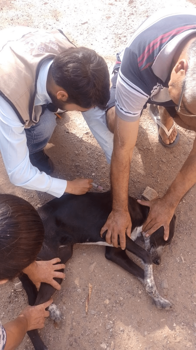 Refuerza Salud Sonora acciones para prevenir la rickettsia con más de 3 mil perros ectodesparasitados 1 image