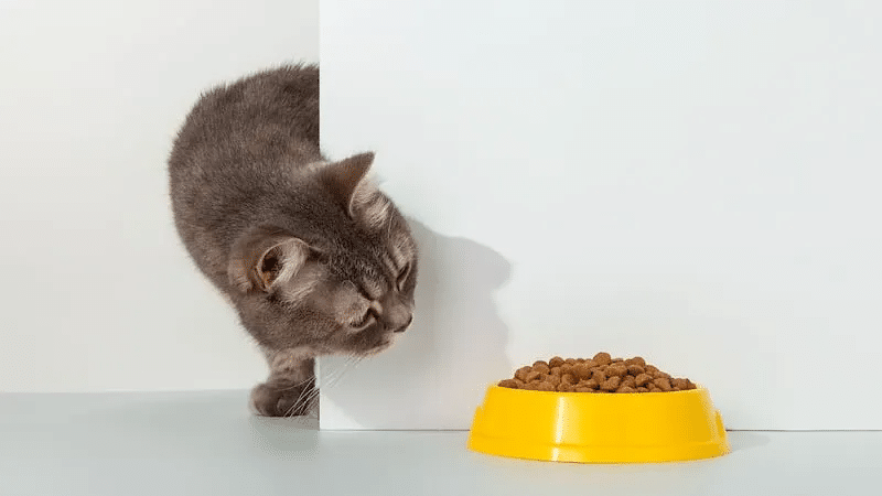 Profeco reprueba marcas de alimento para gato 1 image