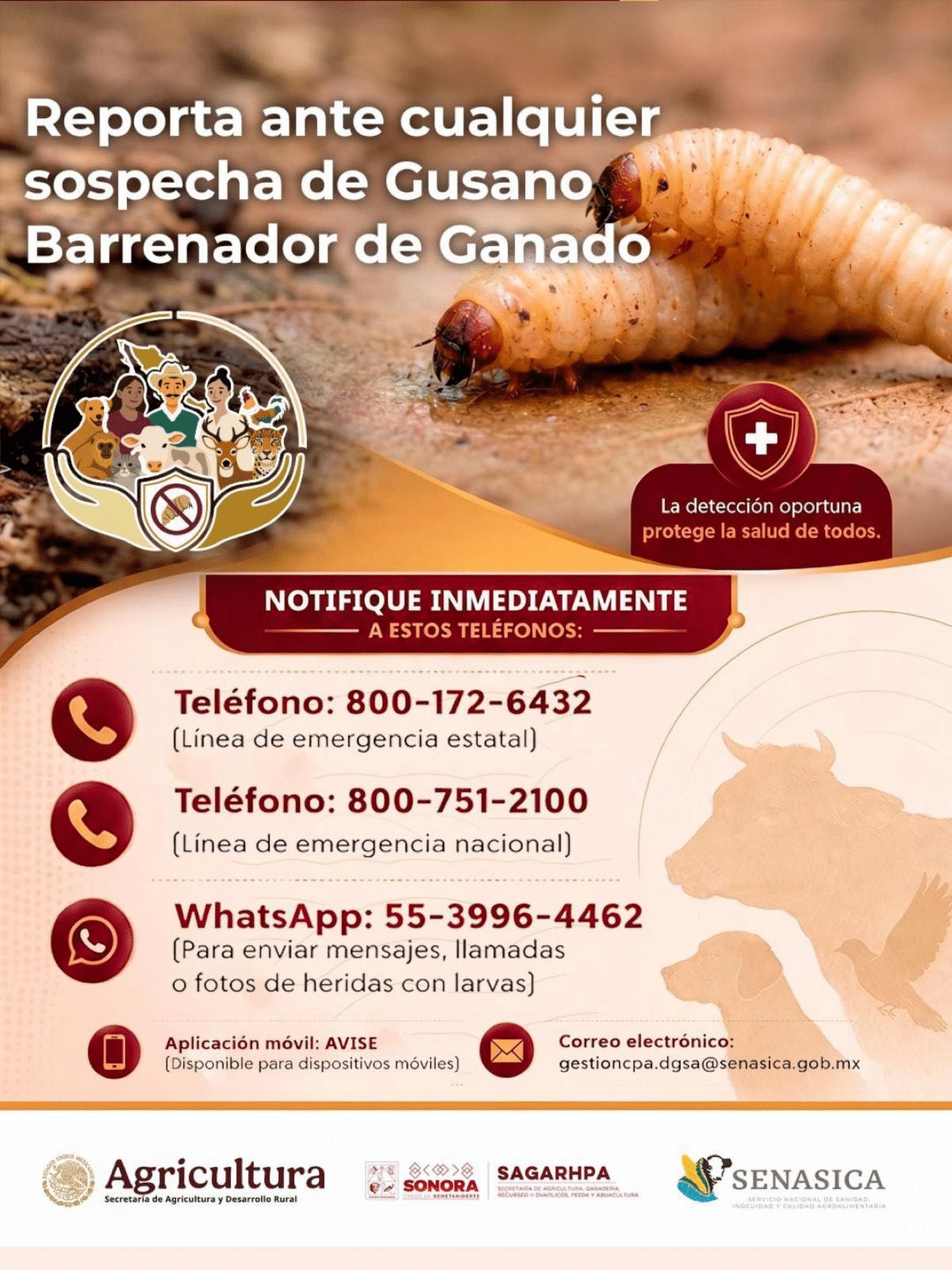Gobierno de Sonora y Senasica fortalecen medidas de prevención ante el gusano barrenador