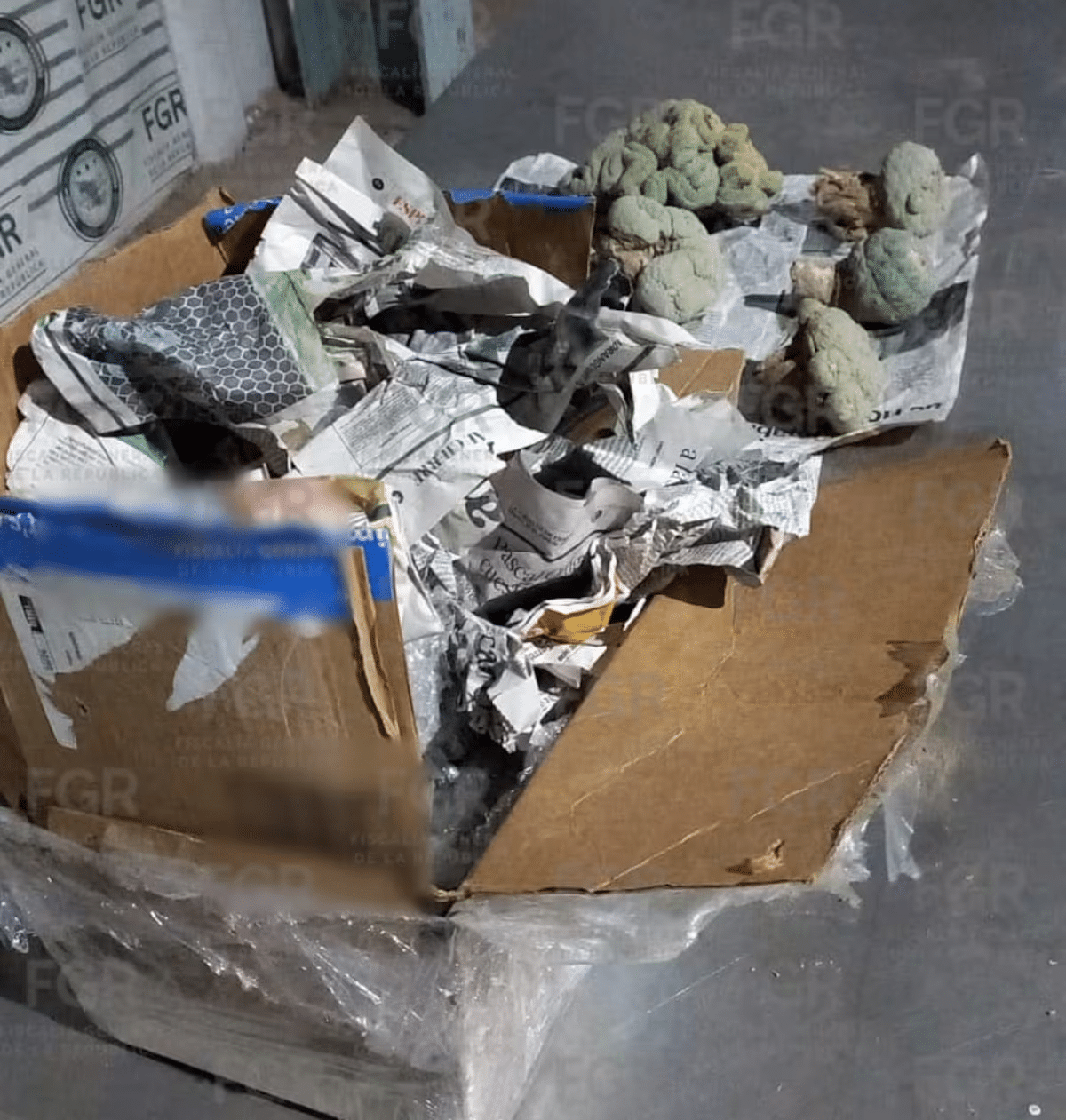 Interceptan envío de peyote en empresa de paquetería de Hermosillo