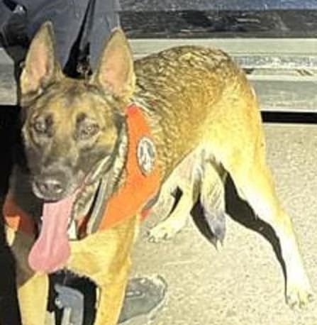 PESP refuerza acciones de seguridad con intervención de su Unidad K-9 3 unnamed (6)