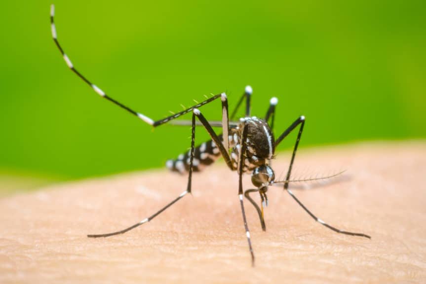 Refuerzan en Guaymas acciones para prevenir el dengue 1 323