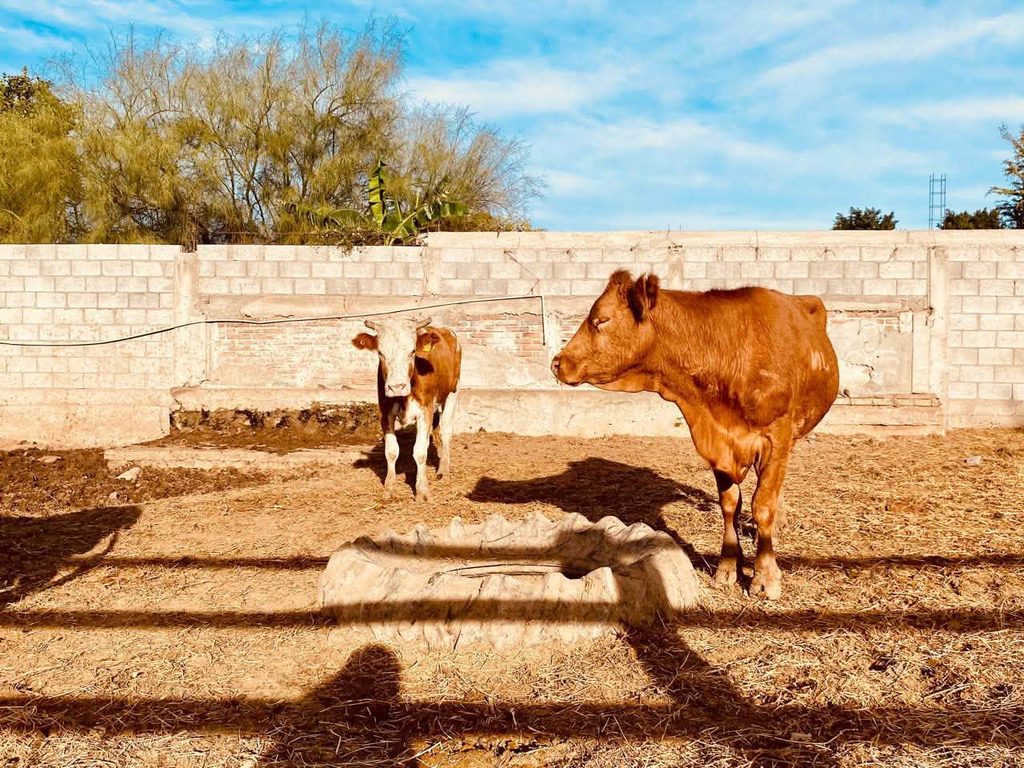 Aprueba Rastro De Empalme Revisión Del Departamento De Agricultura De Eeuu 1 802988520_952349997911637_500570057659901915_n