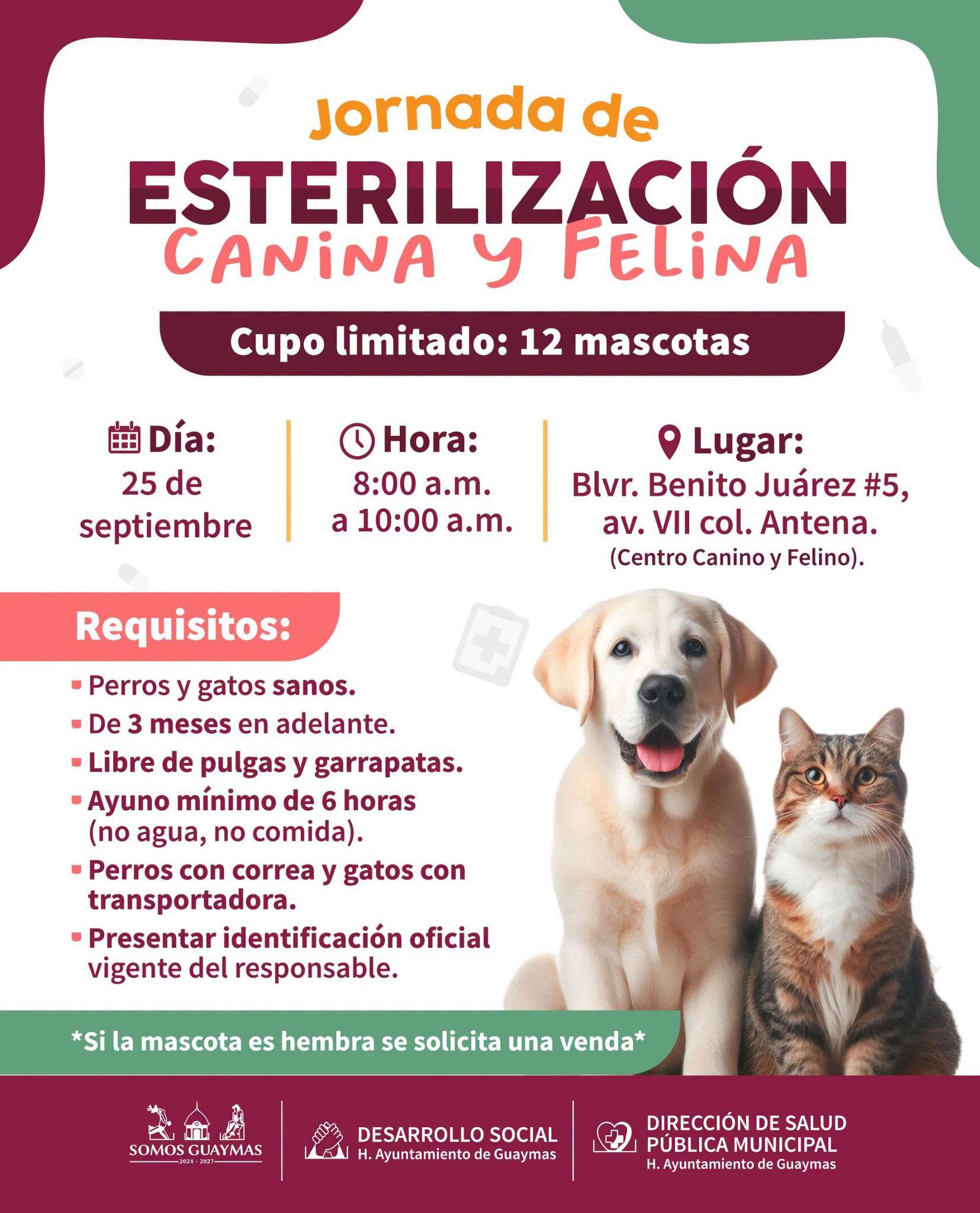 Esterilización gratuita para mascotas